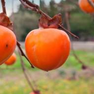 Хурма Воловое сердце