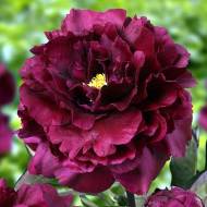 Півонія Francoise Ortegat