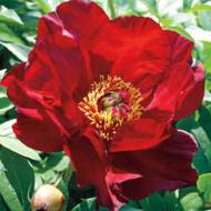 Півонія Itoh Scarlet heaven