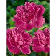Півонія Edulis Superba (2-3 бруньки)