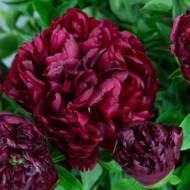 Півонія Peter Brand