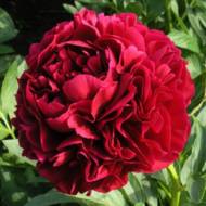 Півонія Henry Bockstoce