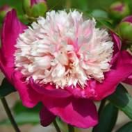 Півонія White Cap