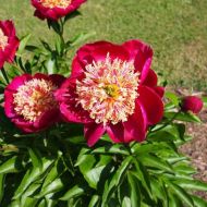 Півонія Sword Dance в контейнері