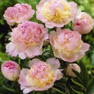 Півонія Raspberry Sundae