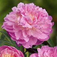 Саженец пиона Bella Donna в контейнере