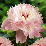 Саженец пиона Alertie в контейнере