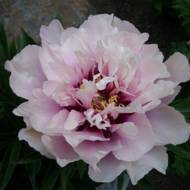 Саженец пиона Itoh Cora Louise в контейнере