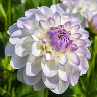 Жоржина декоративна Eveline