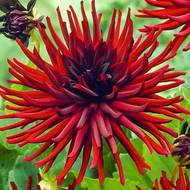 Георгина Кактусовая Nuit d'Ete