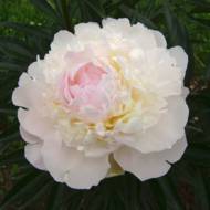 Саженец пиона Vogue в контейнере