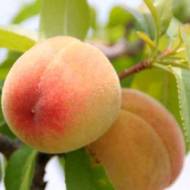 Саженец Персик Онтарио Вайс