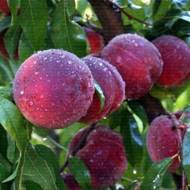 Саженец Персик Рич Леди