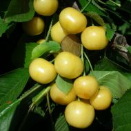 Саджанець Черешня Дачниця