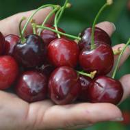 Саджанець Черешня Ярославна