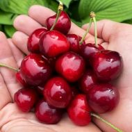 Саджанець Черешня Валерій Чкалов