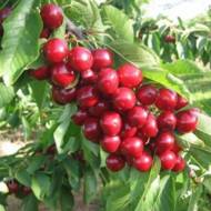 Саджанець Черешня колоновидна Сабріна