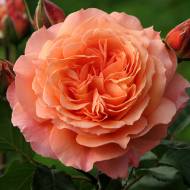 Роза английская Бельведер (кустовая)