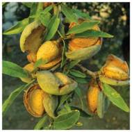 Саджанець Мигдаль Нонпарель