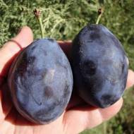 Саджанець Слива Емпрес