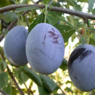 Саженец Слива Эмпрес