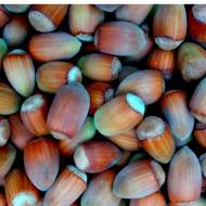 Саженец Фундук Вебба ценный