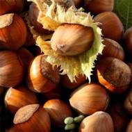 Саженец Фундук Сегорб