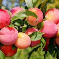 Саженец Слива Персиковая