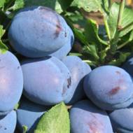 Саженец Слива Топ Тест