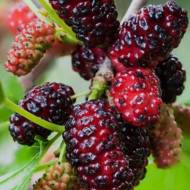 Саджанець Шовковиця Смоленська рожева