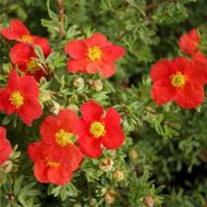 Саджанець Перстач (Лапчатка) кущовий Меріон Ред Робін в контейнері