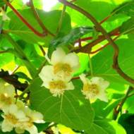 Саженец Киви Матуа мужской