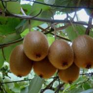 Саджанець КІВІ Аббот