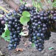 Саджанець Виноград Чорний доктор