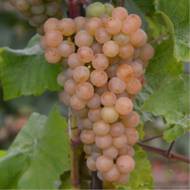 Саджанець Виноград Платовський