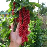 Саджанець Порічка Ровада