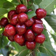 Саджанець Черешня колоновидна Хелена