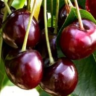 Саженец Черешня Сказка