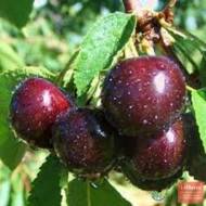 Саженец Черешня Зодиак
