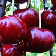 Саженец Черешня Майская