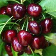 Саженец Черешня Канадский гигант