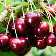 Саженец Черешня Талисман