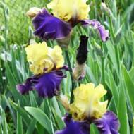 Ирис бородатый Джурасик Парк