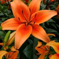 Лилия АОА Гибрид Sunset Boulevard