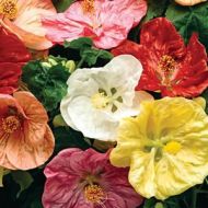 Абитулон (смесь) за 0,1 г