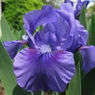 Ирис немецкий Блю Крусадер