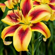 Лилия АОА Гибрид Viva La Vida