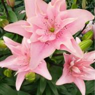 Лилия азиатская полная Elodie (14/16)