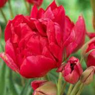 Тюльпан многоцветковый Estatic