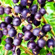 Саджанець Йошта